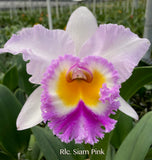 Rlc. Siam Pink fragrant!