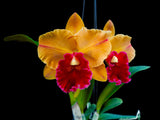 Rlc. Yingluck Smile ‘Heart Of Gold‘