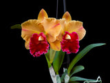 Rlc. Yingluck Smile ‘Heart Of Gold‘