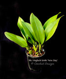 Rlc. Yingluck Smile 'New Day' Fragrant!