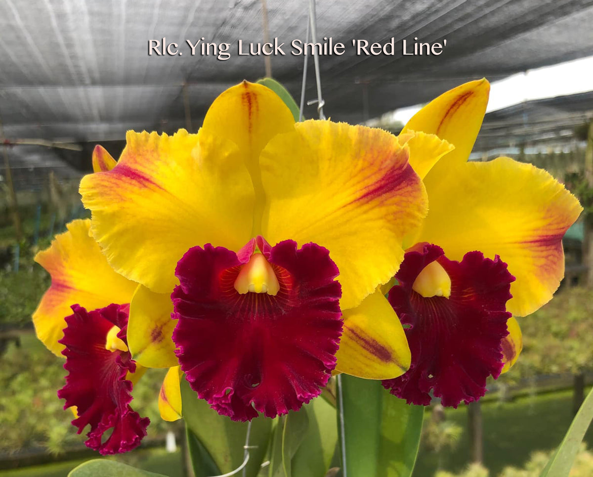 Rlc. Yingluck Smile 'Red Line' – Orchid Design