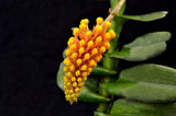Robiquetia cerina – Yellow - Orchid Design