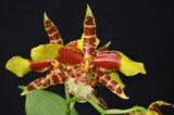 Rssgls. Rawdon Jester 'Great Bee' - Orchid Design