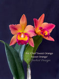 Potinara Chief Sweet Orange 'Sweet Orange'