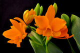 Rhyncattleanthe Young-Min Gold 'Golden Boy' – Vibrant Floriferous! - Orchid Design