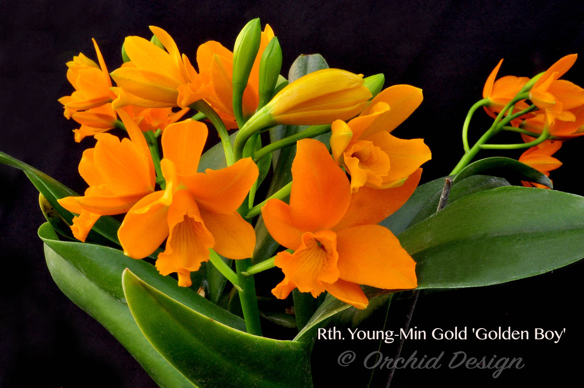 洋楽 Goldenchild & Andretti Rhyncattleanthe Young-Min Gold 'Golden Boy' – Vibrant Floriferous
