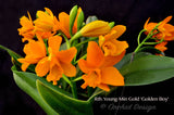 Rhyncattleanthe Young-Min Gold 'Golden Boy' – Vibrant Floriferous! - Orchid Design