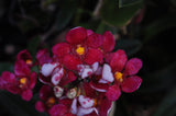 Sarcochilus Cherie ('Trixie' x 'Siren') – Very nice Red - Orchid Design