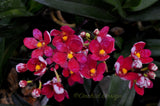 Sarcochilus Cherie ('Trixie' x 'Siren') – Very nice Red - Orchid Design