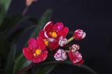 Sarcochilus Cherie ('Trixie' x 'Siren') – Very nice Red - Orchid Design