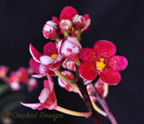 Sarcochilus Cherie ('Trixie' x 'Siren') – Very nice Red - Orchid Design