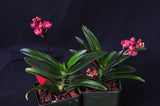 Sarcochilus (Neon Glow xCherie 'Siren') – Rosy Red - Orchid Design