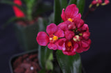 Sarcochilus (Neon Glow xCherie 'Siren') – Rosy Red - Orchid Design