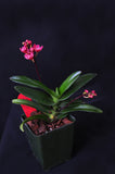 Sarcochilus (Neon Glow xCherie 'Siren') – Rosy Red - Orchid Design