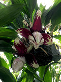 Stanhopea tigrina nigroviolacea 'The Predator' FCC/AOS – Rare Species – Very Fragrant - Orchid Design