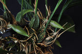 Stanhopea tigrina nigroviolacea 'The Predator' FCC/AOS – Rare Species – Very Fragrant - Orchid Design