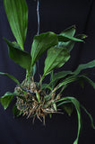 Stanhopea tigrina nigroviolacea 'The Predator' FCC/AOS – Rare Species – Very Fragrant - Orchid Design