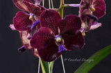 Black Vanda Pda. Corneels Cilliers (Dr. Anek x Mimi Palmer 'Midnight Serenade') – FRAGRANT - Orchid Design