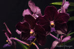 Black Vanda Pda. Corneels Cilliers (Dr. Anek x Mimi Palmer 'Midnight Serenade') – FRAGRANT - Orchid Design
