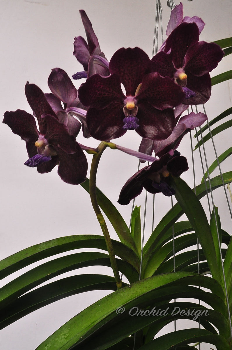 Vanda – Pda. Corneels Cilliers 'Midnight Serenade' (Dr. Anek