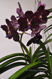 Black Vanda Pda. Corneels Cilliers (Dr. Anek x Mimi Palmer 'Midnight Serenade') – FRAGRANT - Orchid Design