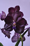 Black Vanda Pda. Corneels Cilliers (Dr. Anek x Mimi Palmer 'Midnight Serenade') – FRAGRANT - Orchid Design