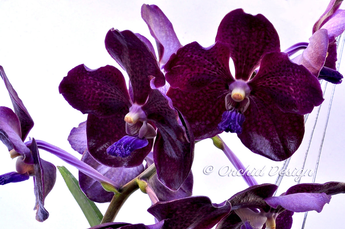 その他 S.M. Novella Vanda Suavis 50mLx2 Vanda Somsri Velvet no. 79 — Motes Orchids
