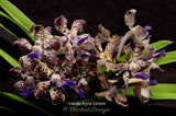 Vanda Kyra Green 'Minghus' AM/AOS – Sweet Fragrant! - Orchid Design