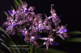 Vanda Kyra Green 'Minghus' AM/AOS – Sweet Fragrant! - Orchid Design