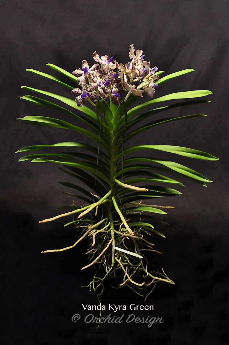 Vanda Kyra Green 'Minghus' AM/AOS – Sweet Fragrant! – Orchid Design