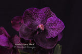 Vanda Legacy 'Black' – Nice shape! - Orchid Design