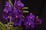 Vanda Pachara Delight 'Pachara' FCC/JOGA – Best Blue Vanda - Orchid Design
