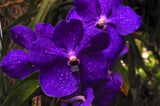 Vanda Pachara Delight 'Pachara' FCC/JOGA – Best Blue Vanda - Orchid Design