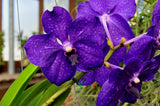 Vanda Pachara Delight 'Pachara' FCC/JOGA – Best Blue Vanda - Orchid Design