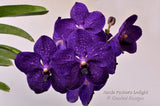 Vanda Pachara Delight 'Pachara' FCC/JOGA – Best Blue Vanda - Orchid Design