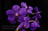 Vanda Pachara Delight 'Pachara' FCC/JOGA – Best Blue Vanda - Orchid Design