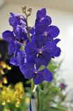 Vanda Pachara Delight 'Pachara' FCC/JOGA – Best Blue Vanda - Orchid Design