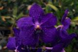 Vanda Pachara Delight 'Pachara' FCC/JOGA – Best Blue Vanda - Orchid Design