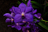 Vanda Pachara Delight 'Pachara' FCC/JOGA – Best Blue Vanda - Orchid Design