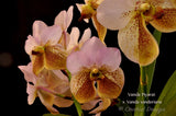Vanda Piyarat x Vanda sanderiana – Fragrance - Orchid Design