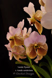 Vanda Piyarat x Vanda sanderiana – Fragrance - Orchid Design