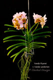 Vanda Piyarat x Vanda sanderiana – Fragrance - Orchid Design