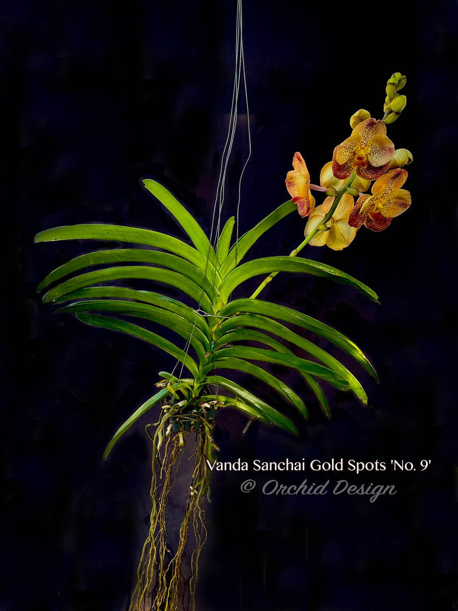 Vanda Sanchai Gold Spots 'No. 9' – Orchid Design