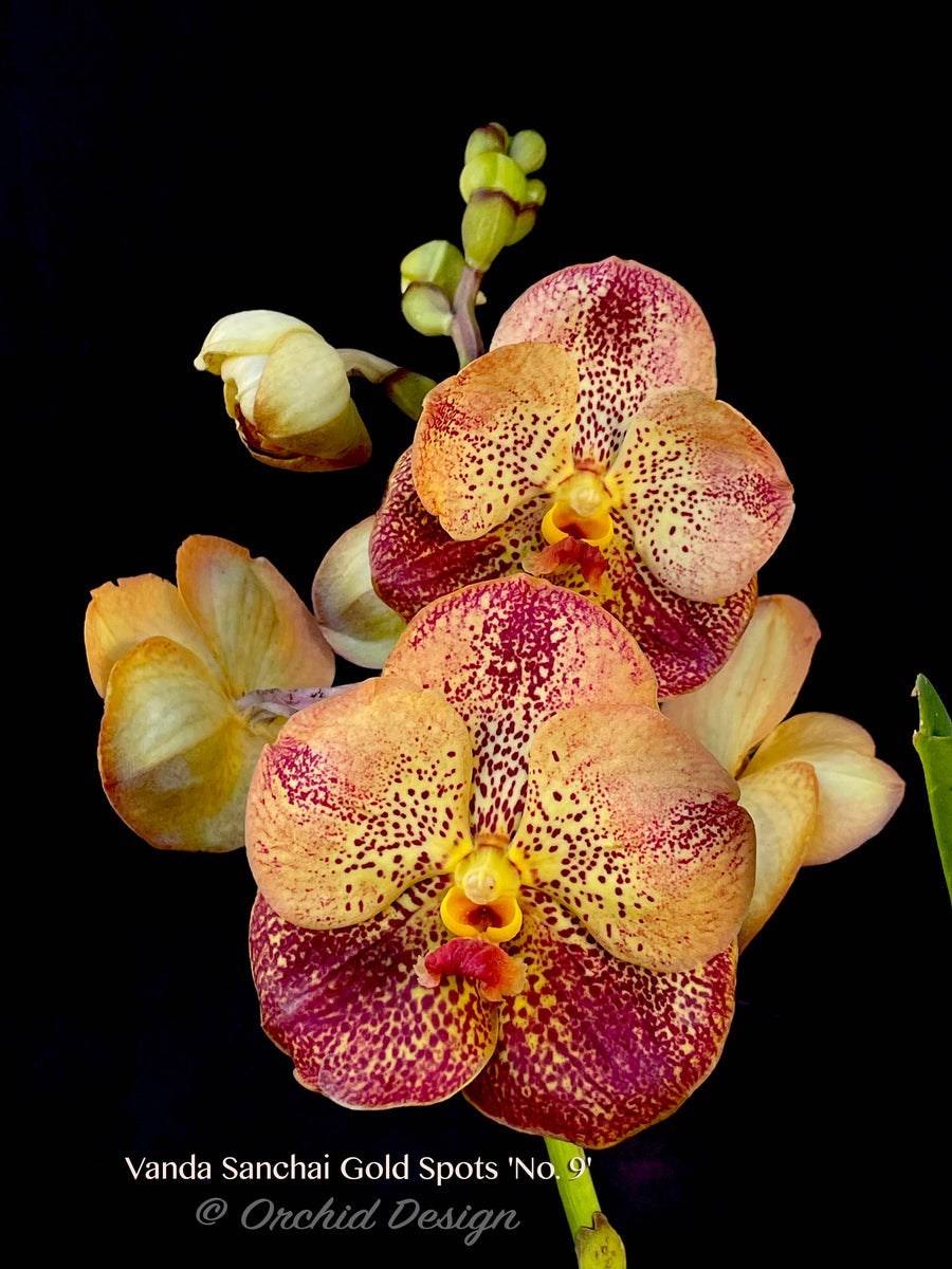 Vanda Sanchai Gold Spots 'No. 9' – Orchid Design