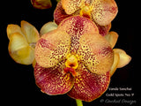 Vanda Sanchai Gold Spots 'No. 9' - Orchid Design