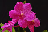 Vanda Siriporn Pink 'Sathian' - Orchid Design
