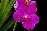 Vanda Siriporn Pink 'Sathian' - Orchid Design