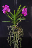 Vanda Siriporn Pink 'Sathian' - Orchid Design