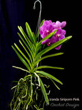 Vanda Siriporn Pink 'Sathian' - Orchid Design