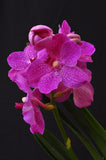 Vanda Siriporn Pink 'Sathian' - Orchid Design